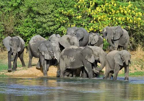 Yankari National Park, Bauchi State